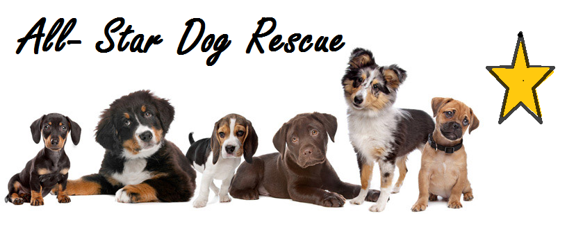 All Star Dog Rescue